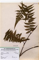 藏品(阿里山蹄蓋蕨)的圖片